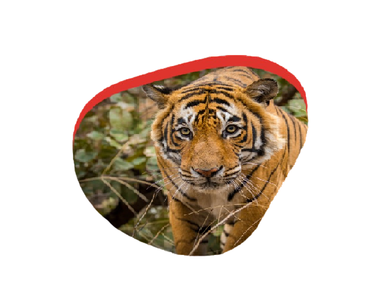 Top 10 Famous  Tigers Of Ranthambore 