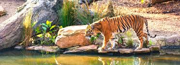 ranthambore tiger reserve