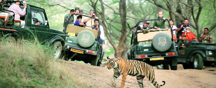 ranthambore tiger reserve