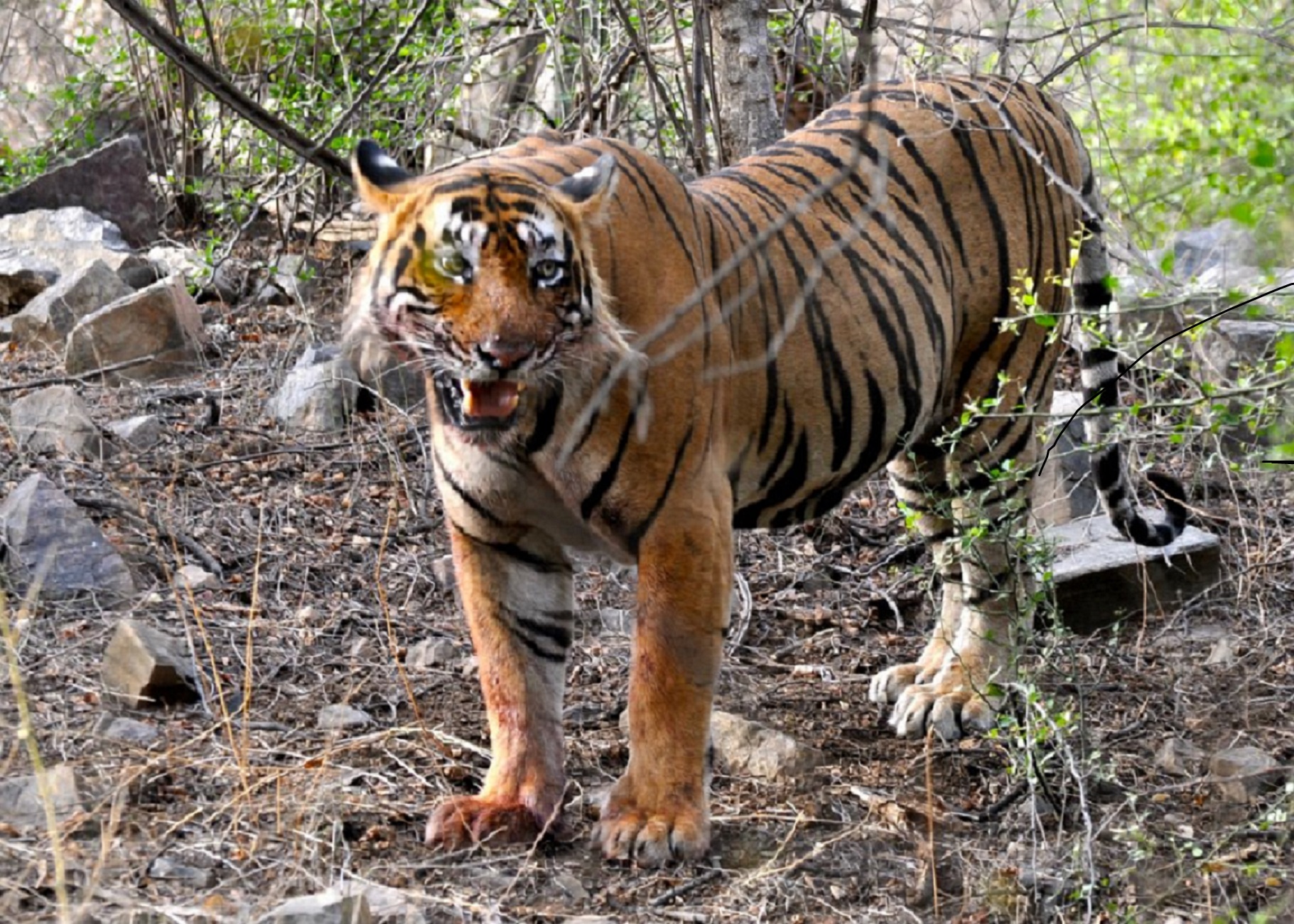 ustad-tiger